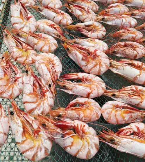 海虾烘干除湿机
