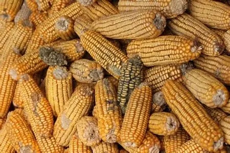 发霉的玉米碴子图图片