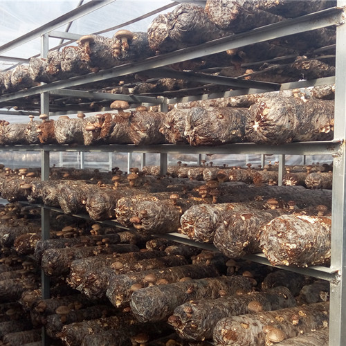 冬菇栽培的控湿方法 冬菇大棚雾化加湿机提高产量